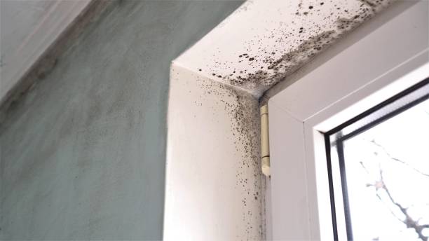 Best Toxic Mold Removal  in Wildomar, CA