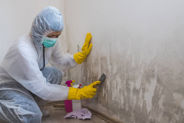 Best Mold Removal Company Near Me  in Wildomar, CA