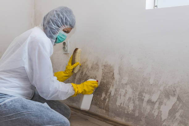 Home Mold Removal in Wildomar, CA