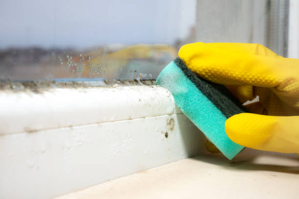 Best Toxic Mold Removal  in Wildomar, CA