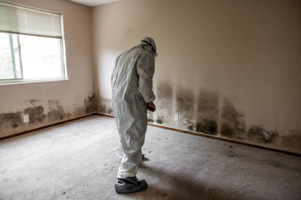 Best Mold Remediation Services  in Wildomar, CA