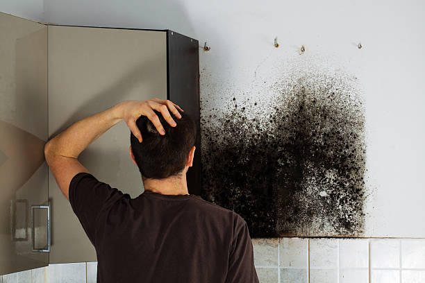 Best Toxic Mold Removal  in Wildomar, CA
