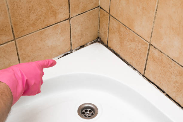 Best Mold Damage Repair  in Wildomar, CA