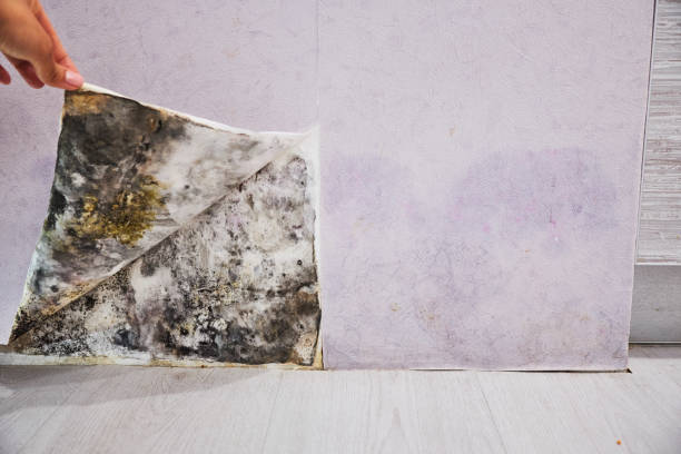 Best Commercial Mold Removal  in Wildomar, CA